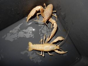 永久 海洋 製造 ホワイト ザリガニ 値段 Kennei Jp