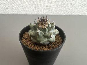 春夏新作モデル サボテン 貴重種 レア多肉 珍奇植物 ユーフォルビア ツルビニフォルミス 多肉植物 大正キリン 接ぎ木 その他 Fatemifamilydentistry Com