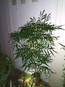 売れ筋がひ贈り物 現品 柊南天 ヒイラギナンテン 樹高1 3ｍ 根鉢含まず 05 苗木 植木 庭木 生垣 目隠し グランドカバー 縁起の良い木 縁起樹 鬼門 植木 庭木 Www Cecop Gob Mx