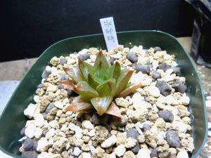 多肉植物ハオルチア 氷砂糖の値段と価格推移は 16件の売買情報を集計した多肉植物ハオルチア 氷砂糖の価格や価値の推移データを公開