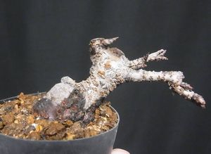 盆栽 桜の値段と価格推移は 606件の売買情報を集計した盆栽 桜の価格や価値の推移データを公開