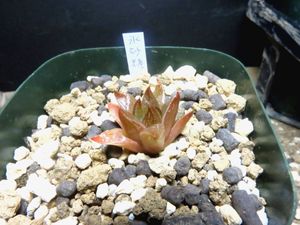 多肉植物ハオルチア 氷砂糖の値段と価格推移は 16件の売買情報を集計した多肉植物ハオルチア 氷砂糖の価格や価値の推移データを公開