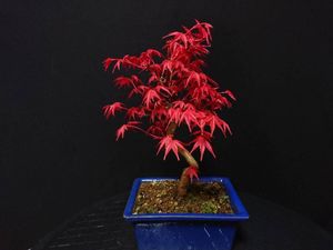 セール 登場から人気沸騰 モミジ 出猩々 1 0m露地 2本セット 送料無料 保付 植木 庭木