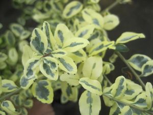 人気ブランドの新作 シルバープリペット 玉仕立て 大株 植木 庭木 Aguaguacarhue Cl