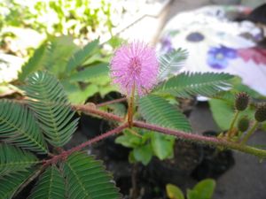 オジギソウの値段と価格推移は 15件の売買情報を集計したオジギソウの価格や価値の推移データを公開