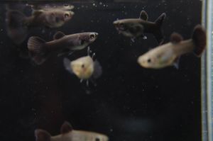 グッピー フルブラックの値段と価格推移は 7件の売買情報を集計したグッピー フルブラックの価格や価値の推移データを公開