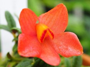 Orange Range 花の値段と価格推移は 73件の売買情報を集計したorange Range 花の価格や価値の推移データを公開