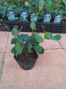 ユーカリ苗の値段と価格推移は 19件の売買情報を集計したユーカリ苗の価格や価値の推移データを公開