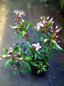 ノボタン科の値段と価格推移は 6件の売買情報を集計したノボタン科の価格や価値の推移データを公開