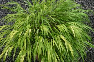 正規逆輸入品 斑入りフウチソウ 10 5cmポット 14本セット 送料無料 保付 植木 庭木 Inamb Com Mx