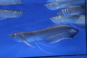 ブラックアロワナの値段と価格推移は 59件の売買情報を集計したブラックアロワナの価格や価値の推移データを公開