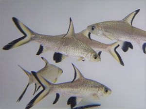 シルバーシャークの値段と価格推移は 24件の売買情報を集計したシルバーシャークの価格や価値の推移データを公開