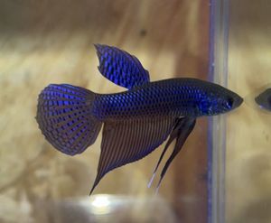 ベタ 熱帯魚の値段と価格推移は 1 068件の売買情報を集計したベタ 熱帯魚の価格や価値の推移データを公開