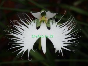 超激安 Ss スズキサギソウ 秋田県産 野生蘭 山野草 サギソウ サギ草 国産 Ezship Pe