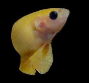 ベタ 魚の値段と価格推移は 2 147件の売買情報を集計したベタ 魚の価格や価値の推移データを公開