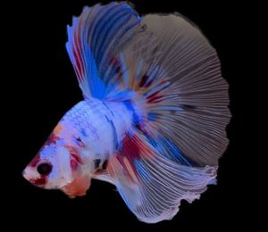 ベタ 魚の値段と価格推移は 2 147件の売買情報を集計したベタ 魚の価格や価値の推移データを公開