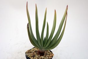 全品送料0円 Plicatilis ７号鉢 ｂ番 現品 大株 ダブルヘッド アロエ プリカティリス Aloe アロエ Aguaguacarhue Cl