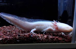 ウーパールーパー ゴールデンの値段と価格推移は 40件の売買情報を集計したウーパールーパー ゴールデンの価格や価値の推移データを公開