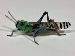 虫 バッタの値段と価格推移は 101件の売買情報を集計した虫 バッタの価格や価値の推移データを公開