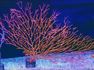 イソバナの値段と価格推移は 61件の売買情報を集計したイソバナの価格や価値の推移データを公開