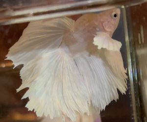 ベタ 魚の値段と価格推移は 2 147件の売買情報を集計したベタ 魚の価格や価値の推移データを公開