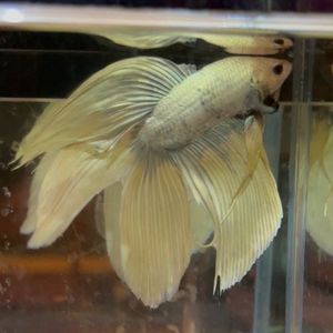 ベタ 魚の値段と価格推移は 2 147件の売買情報を集計したベタ 魚の価格や価値の推移データを公開