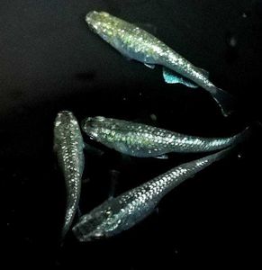 メダカ 卵の値段と価格推移は 8 992件の売買情報を集計したメダカ 卵の価格や価値の推移データを公開