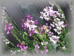 姫金魚草の値段と価格推移は 25件の売買情報を集計した姫金魚草の価格や価値の推移データを公開