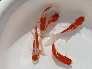 更紗コメットの値段と価格推移は 37件の売買情報を集計した更紗コメットの価格や価値の推移データを公開