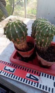 花盛丸の値段と価格推移は 9件の売買情報を集計した花盛丸の価格や価値の推移データを公開