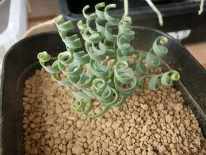 アルブカ コンコルディアナの値段と価格推移は 30件の売買情報を集計したアルブカ コンコルディアナの価格や価値の推移データを公開