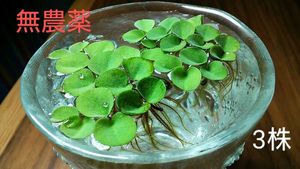 浮き草 サルビニアの値段と価格推移は 57件の売買情報を集計した浮き草 サルビニアの価格や価値の推移データを公開