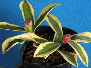 沈丁花 前島の値段と価格推移は 16件の売買情報を集計した沈丁花 前島の価格や価値の推移データを公開