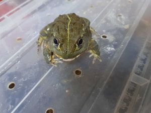 アフリカウシガエルの値段と価格推移は 35件の売買情報を集計したアフリカウシガエルの価格や価値の推移データを公開