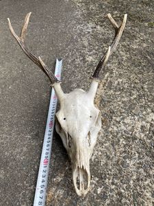 鹿 頭蓋の値段と価格推移は 35件の売買情報を集計した鹿 頭蓋の価格や価値の推移データを公開