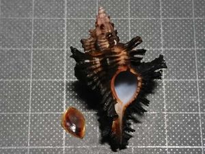 ガンゼキボラの値段と価格推移は 10件の売買情報を集計したガンゼキボラの価格や価値の推移データを公開