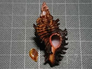 ガンゼキボラの値段と価格推移は 10件の売買情報を集計したガンゼキボラの価格や価値の推移データを公開