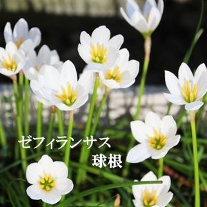 10 Offクーポン ゼフィランサス球根 大小混合50球 Ee 日産純正カ Pn Batam Go Id