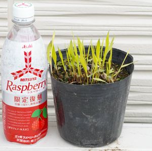 フウチソウの値段と価格推移は 件の売買情報を集計したフウチソウの価格や価値の推移データを公開