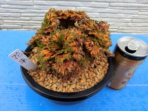 イワヒバの値段と価格推移は 276件の売買情報を集計したイワヒバの価格や価値の推移データを公開
