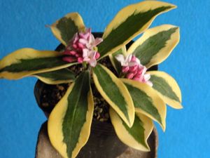 沈丁花 前島の値段と価格推移は 2件の売買情報を集計した沈丁花 前島の価格や価値の推移データを公開