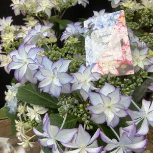 大栄花園の値段と価格推移は 37件の売買情報を集計した大栄花園の価格や価値の推移データを公開