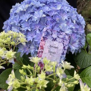 大栄花園の値段と価格推移は 37件の売買情報を集計した大栄花園の価格や価値の推移データを公開