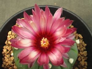 花瑠璃の値段と価格推移は 9件の売買情報を集計した花瑠璃の価格や価値の推移データを公開