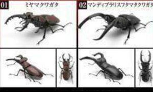 ヤフオク のおもちゃ ゲーム カルチャー クワガタの相場 価格を見る ヤフオク のクワガタ のオークションのおもちゃ ゲーム カルチャー売買情報は511件が掲載されています