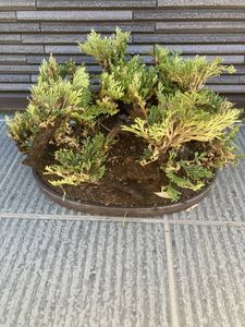 イワヒバの平均価格は2 064円 ヤフオク 等のイワヒバのオークション売買情報は176件が掲載されています
