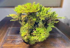 イワヒバのヤフオク の相場 価格を見る ヤフオク のイワヒバのオークション売買情報は0件が掲載されています