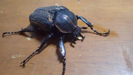 幼虫 ハナムグリの平均価格は3 553円 ヤフオク 等の幼虫 ハナムグリのオークション売買情報は42件が掲載されています