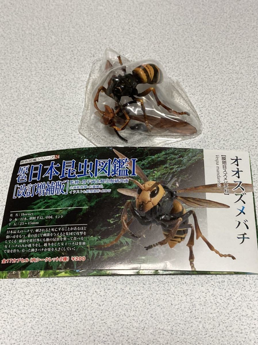 スーパーセール 原色日本昆虫図鑑 改訂増補版 オオスズメバチ 生き物 Labelians Fr