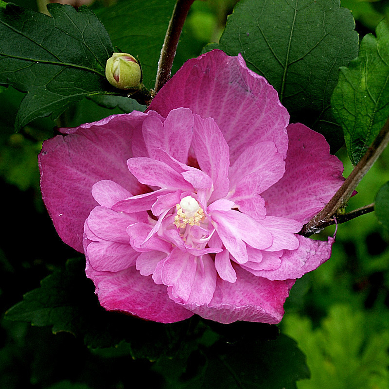 ムクゲ 槿 赤紫八重咲き苗 第四種郵便送料130円前後 クリックポスト198円 苗 売買されたオークション情報 Yahooの商品情報をアーカイブ公開 オークファン Aucfan Com